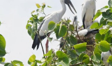 मानसून का मनुहार लेकर कटई पहुँचे विदेशी मेहमान, गांव में उत्साह
