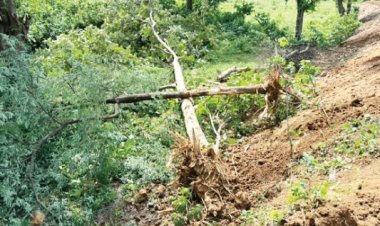 अवैध प्लाटिंग के लिए खेत की मेड़ में लगे सागौन की कटाई