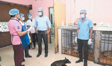 निगम का दावा हर रोज 20 कुत्तों की नसबंदी