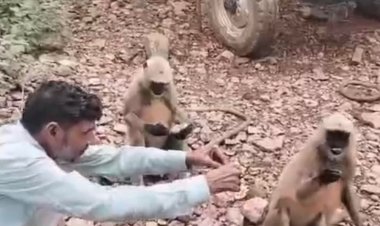 जंगल में पहुंचे कांग्रेस विधायक:लंगूरों को राखी बांधने का किया प्रयास; किसी ने नहीं बंधवाया