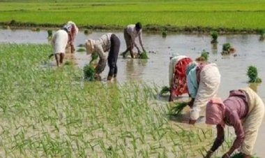 छत्तीसगढ़ में बुवाई 100 फिसदी पूरी