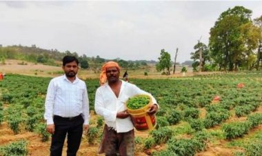 रायपुर : मिर्च की बम्पर पैदावार से अमलू के आय में हुई बढ़ोत्तरी