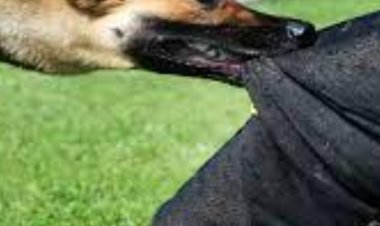 रीवा में आवारा कुत्तों के काटने के मामले बढ़े:जिला प्रशासन ने श्वानों की नसबंदी करवाने के दिए निर्देश