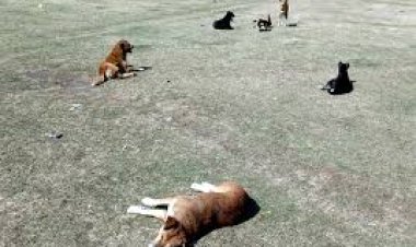 शहर में कुत्तों का आतंक, मासूम को काटा