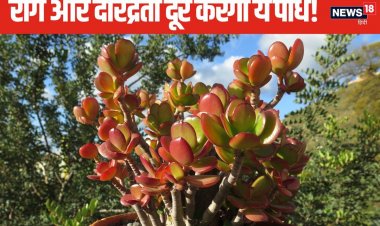 धनतेरस के दिन जरूर लगाएं ये खास पौधा, दरिद्रता और रोगों से भी मिलेगी मुक्त!