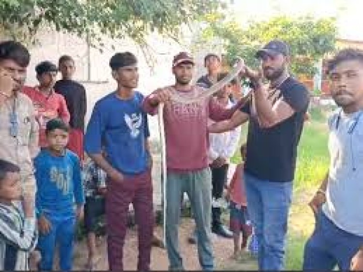 सरकारी स्कूल में निकला 6 फीट लंबा सांप:सर्प मित्र ने किया रेस्क्यू, कहा- मेंढक खाकर हेड मास्टर के कक्ष में फरमा रहा था आराम