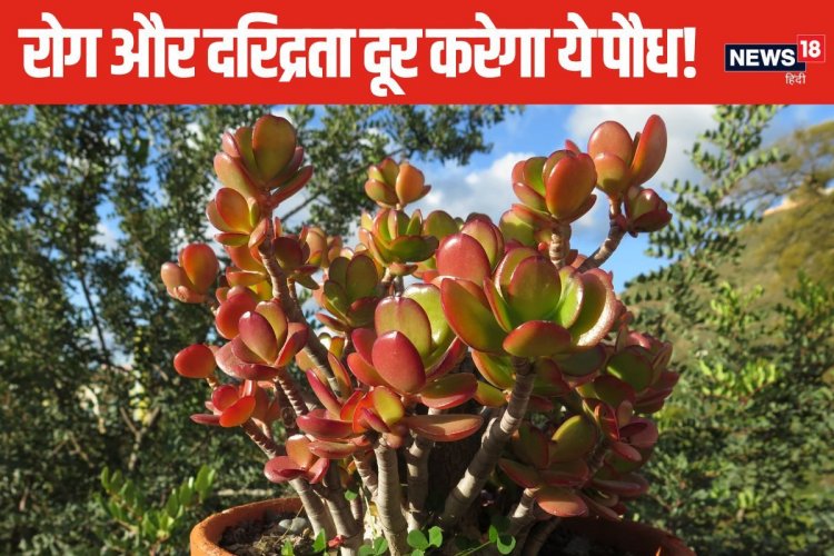 धनतेरस के दिन जरूर लगाएं ये खास पौधा, दरिद्रता और रोगों से भी मिलेगी मुक्त!