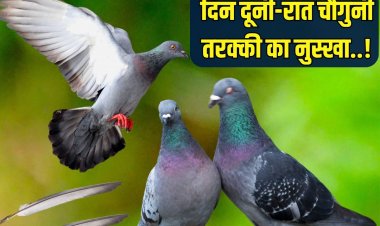 दिन दूनी-रात चौगुनी तरक्की का नुस्खा... इस पक्षी का पंख घर में यहां रखें