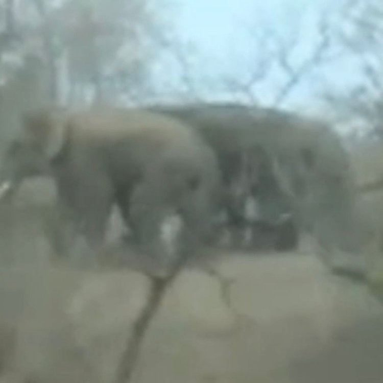 शहडोल में भी दिखा 10 हाथियों का दल:ब्यौहारी क्षेत्र में खड़ी फसलों को नुकसान पहुंचा कर संजय टाइगर रिजर्व के लिए हुए रवाना