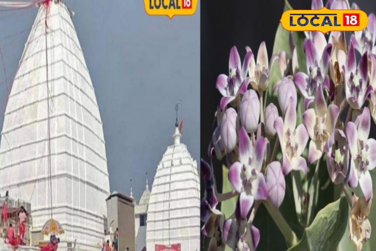 ये पौधा छीन लेगा सुख-चैन! घर में या सामने उग आए..तो तुरंत उखाड़ें, जानें सब