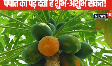 घर के सामने लगा है पपीते का पेड़? इसका होना देता है शुभ या अशुभ संकेत