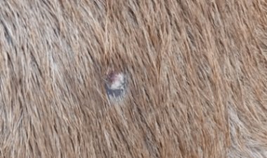 नीलगाय को गोली मारी, चंबल के राजघाट पर पड़ी मिली:गौसेवकों की आरोपी पर कार्रवाई की मांग