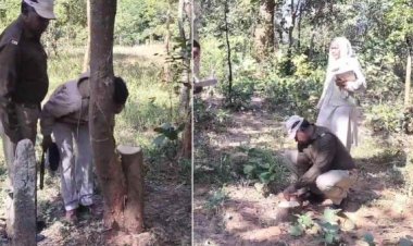 पुष्पा फिल्म की तर्ज पर चंदन के पेड़ों की चोरी, अधिकारियों के कार्यालय के पीछे नर्सरी से सफेद पेड़ ले गए चोर