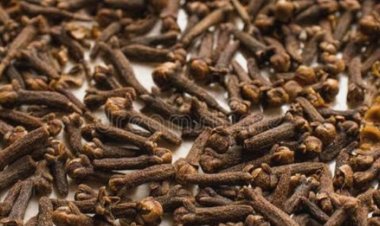 लौंग की आयात लागत घटने से सप्लाई बढ़ी:कीमतों में गिरावट; दालचीनी 10 रुपए घटकर 250-260 रुपए प्रति किलो बिकी