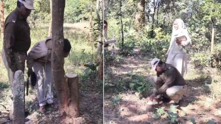 पुष्पा फिल्म की तर्ज पर चंदन के पेड़ों की चोरी, अधिकारियों के कार्यालय के पीछे नर्सरी से सफेद पेड़ ले गए चोर