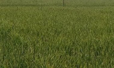 धार में मौसम की मार से लहसुन फसल खतरे में:तापमान में उतार-चढ़ाव से थ्रिप्स-फफूंद का प्रकोप; किसानों को उपज खराब होने का डर