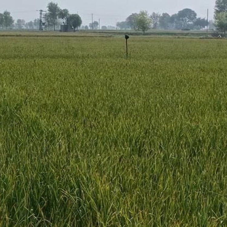 धार में मौसम की मार से लहसुन फसल खतरे में:तापमान में उतार-चढ़ाव से थ्रिप्स-फफूंद का प्रकोप; किसानों को उपज खराब होने का डर