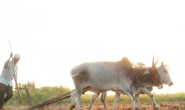 कृषि विस्तार अधिकारियों की भारी कमी:जिले में 150 स्वीकृत पदों में से 75 कार्यरत, किसान हो रहे परेशान