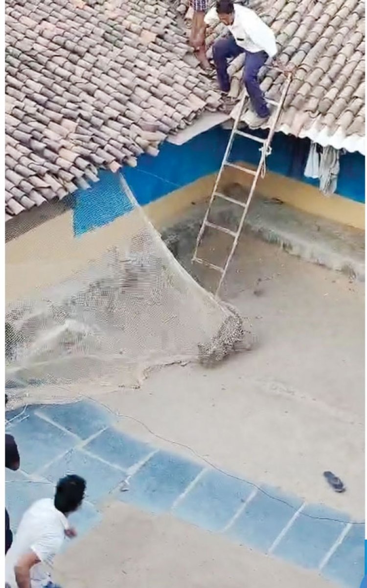 घर में घुसा तेंदुआ, पकडऩे की कोशिश नाकाम