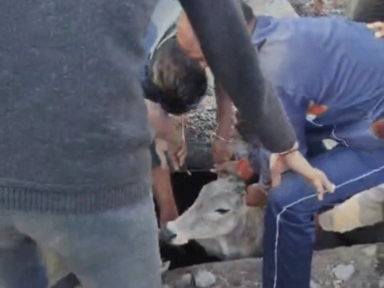 खिलचीपुर में अस्पताल के बाहर खुली नाली में गिरी गाय:स्थानीय लोगों ने बहार निकाला; सर पर कई जगह आई चोट