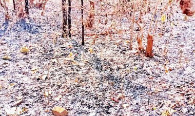 गिरना जंगल में लगी आग अब तक बुझी नहीं