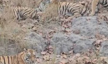 संजय टाइगर रिजर्व में बाघिन का VIDEO:चार शावकों के साथ सफारी में दिखी, उठलकूद करते नजर आए शावक