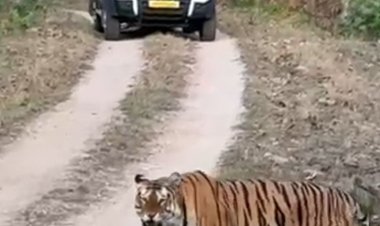 पेंच टाइगर रिजर्व ने बनाया रिकॉर्ड:प्रति वर्ग किमी 94.85 खुर वाले जानवर, देश में सबसे ज्यादा