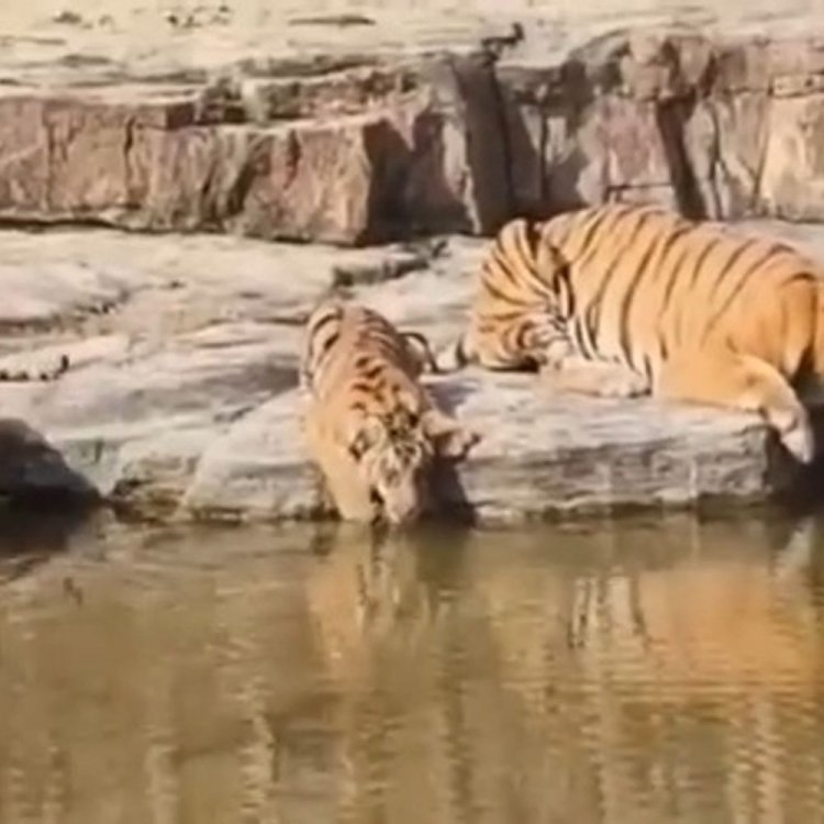 पन्ना टाइगर रिजर्व में झरने पर दिखा बाघ परिवार:पानी पीती बाघिन पी-151 और दो शावक, पर्यटकों ने बनाया वीडियो