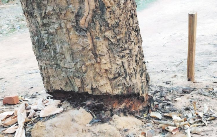 पेड़ को बचाने के लिए उपचार