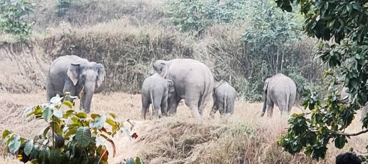 लैलूंगा वन मंडल में 25 जंगली हाथियों का दल कर रहा विचरण