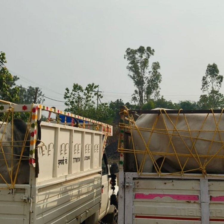 उमरिया में पशु तस्करी, चार आरोपी गिरफ्तार:पुलिस ने 16 गोवंश मुक्त कराए, 4 पिकअप वाहन जब्त किए