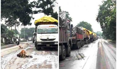 तमनार में वाहन की टक्कर  से गाय की मौत