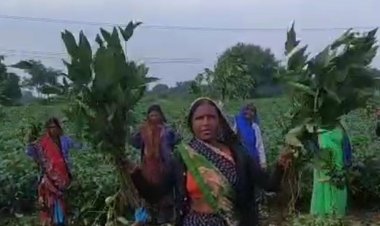 किसानों ने पेड़ पर चढ़कर घंटियां बजाईं:सीहोर में खराब फसल के मुआवजे की मांग; बीमा राशि न मिलने पर नाराजगी