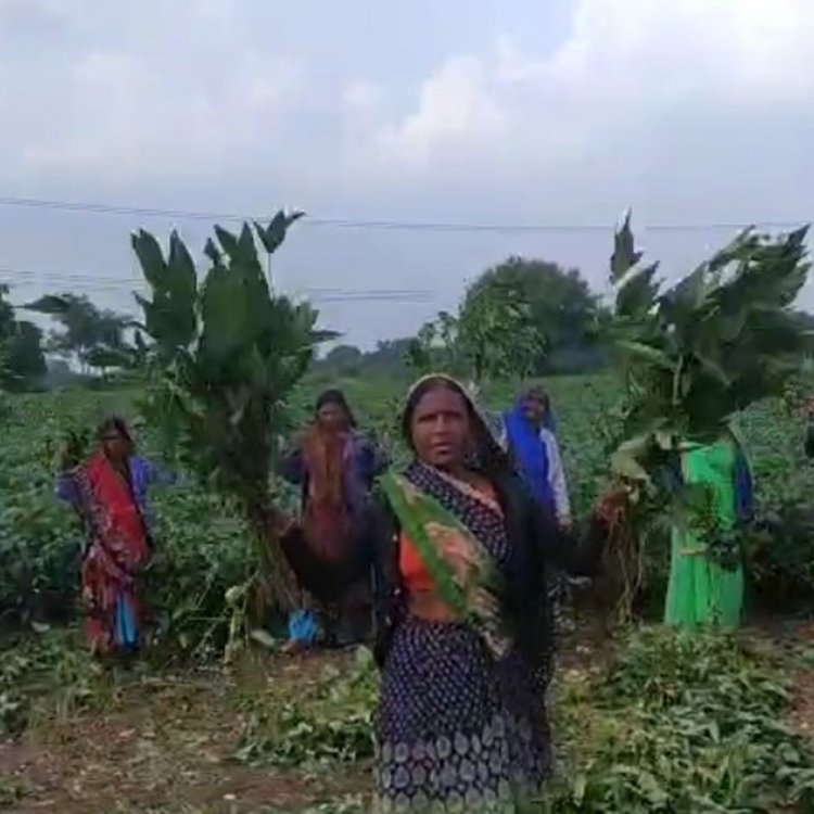 किसानों ने पेड़ पर चढ़कर घंटियां बजाईं:सीहोर में खराब फसल के मुआवजे की मांग; बीमा राशि न मिलने पर नाराजगी