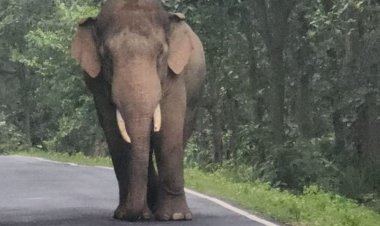 हाईकोर्ट के आदेश पर कान्हा से बांधवगढ़ पहुंचा त्रिदेव हाथी:तीन लोगों की मौत के बाद पकड़ा गया था, अब रेडियो कॉलर लगाकर छोड़ा जाएगा