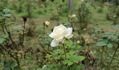 सिंगरौली में एक करोड़ के पार्कों में सफाई अभियान शुरू:नगर निगम कमिश्नर बोलीं-शहर को सुंदर और सुव्यवस्थित बनाना हमारी प्राथमिकता