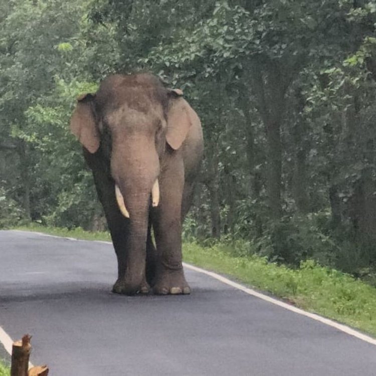 हाईकोर्ट के आदेश पर कान्हा से बांधवगढ़ पहुंचा त्रिदेव हाथी:तीन लोगों की मौत के बाद पकड़ा गया था, अब रेडियो कॉलर लगाकर छोड़ा जाएगा