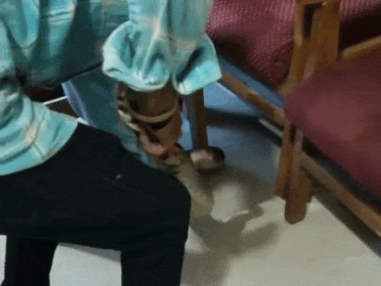 भिंड में टीआई ऑफिस में घुसा अजगर:सात फीट लंबे सांप को पकड़ने में लगे 20 मिनट, ऑफिस छोड़कर बाहर निकले जवान