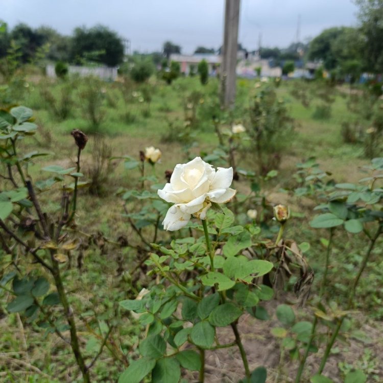 सिंगरौली में एक करोड़ के पार्कों में सफाई अभियान शुरू:नगर निगम कमिश्नर बोलीं-शहर को सुंदर और सुव्यवस्थित बनाना हमारी प्राथमिकता