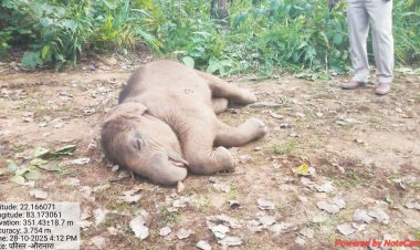 तालाब में नहाते हाथी शावक की मौत