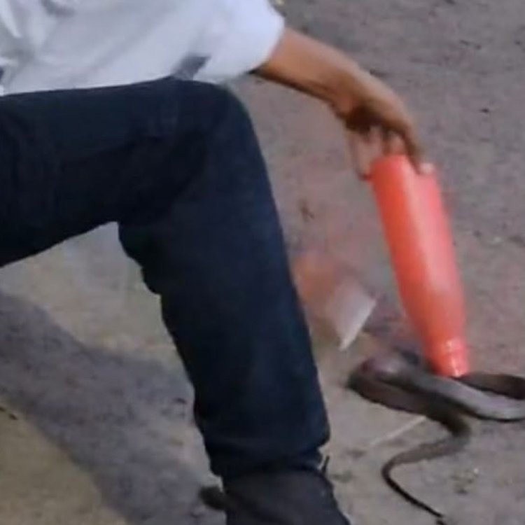 जबलपुर में नागिन से खिलवाड़ कर रहा था युवक:कभी बॉटल में भरने का प्रयास करता तो कभी पूछ पकड़कर उठाता,सर्प विशेषज्ञ ने कहा-भाग्य अच्छा था