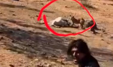 छतरपुर गौशाला में मृत गाय कुत्तों ने नोचा:गौसेवकों ने वीडियो शेयर किया, जिला पंचायत सीईओ ने जांच के आदेश दिए