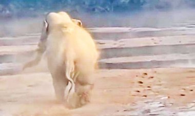 महान नदी में हाथियों की अठखेलियां बनीं आकर्षण का केंद्र