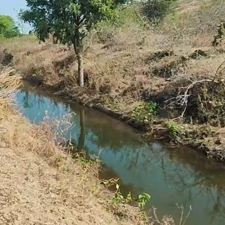 खरगोन में चांदगढ़ तालाब की नहर में सीपेज का पानी:रबी की फसल पीली पड़ी, 7 साल से नहीं हुई मरम्मत