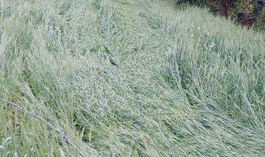 आगर मालवा में तेज बारिश के साथ ओले गिरे:एसडीएम बोले-लगभग 50 गांवों में फसल नुकसानी की सूचना, सर्वे होगा