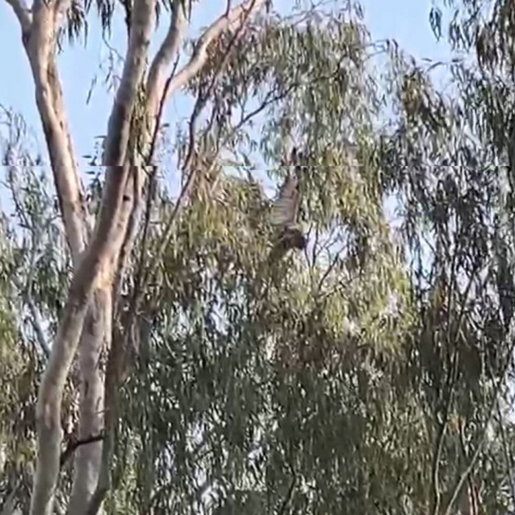 छतरपुर में 50 फीट ऊंचे पेड़ पर फंसा उल्लू:चाइनीज मांझे में उलझा था, बिजली बंद कर वन विभाग ने किया रेस्क्यू