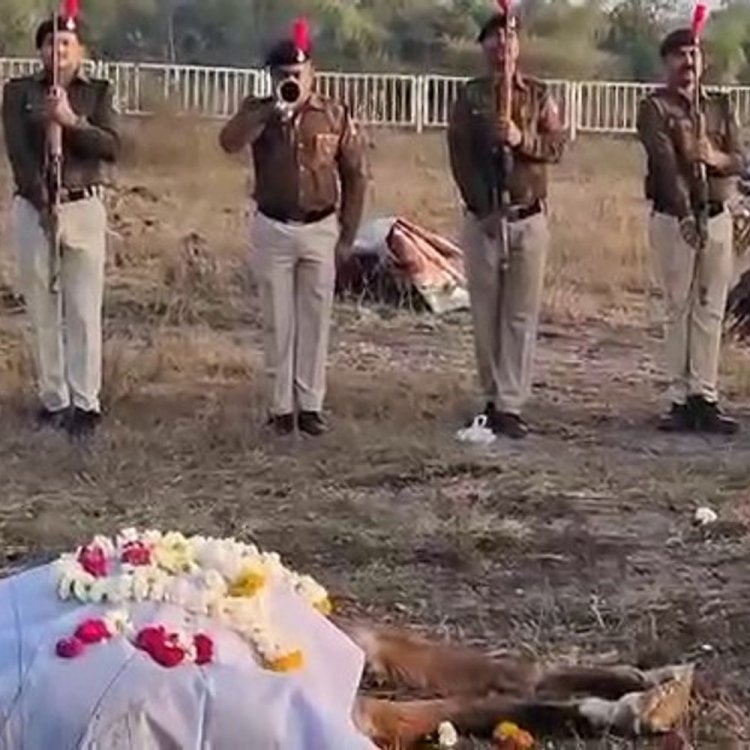 उज्जैन पुलिस के अश्वदल के साथी 'हीरा' की मौत:20 वर्षों तक रहा महाकाल सवारी और अन्य आयोजनों का हिस्सा, पुलिस लाइन में दी गार्ड ऑफ ऑनर