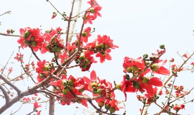 टेसू के चटकदार रंग से फागुन का आकर्षण बढ़ा